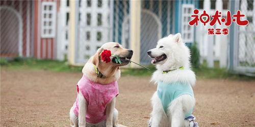 神犬小七第三季在线观看,忠诚守护，再续传奇  第2张