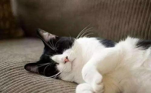吃瓜娱乐酱社恐猫,揭秘社交恐惧的萌宠——社恐猫的日常生活 第2张 吃瓜娱乐酱社恐猫,揭秘社交恐惧的萌宠——社恐猫的日常生活 第2张